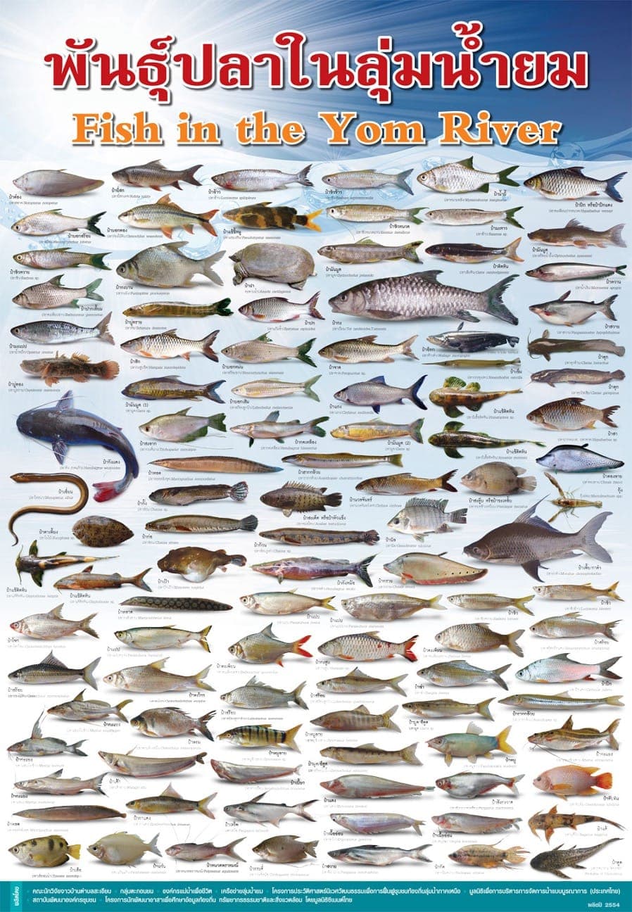 ปลาซิว ปลาสร้อยลุ่มน้ำยมยังคงอยู่ หากไม่มีเขื่อนแก่งเสือเต้น?
